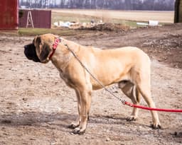 English Mastiff Puppies thumbnail 1