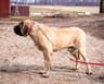 English Mastiff Puppies