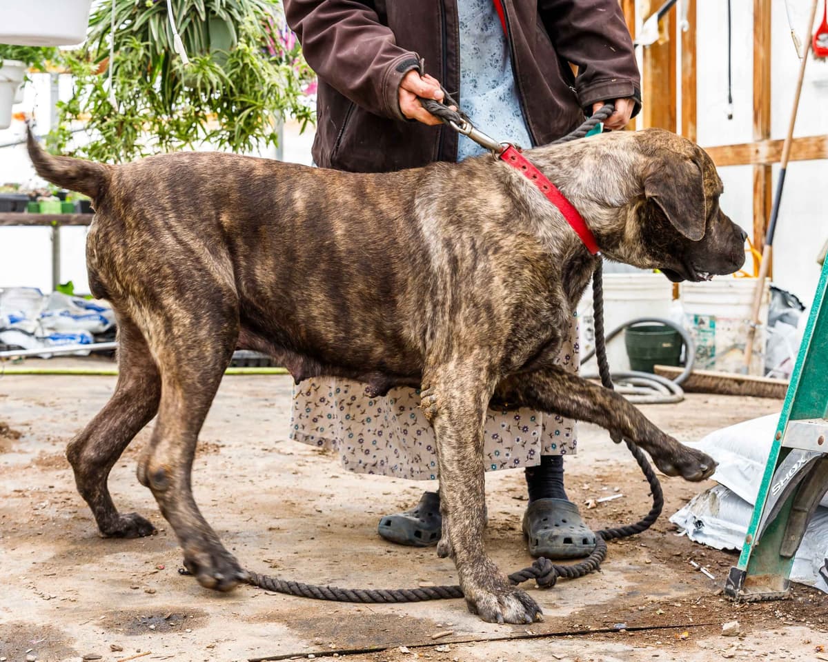 English Mastiff Puppies photo 2