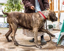 English Mastiff Puppies thumbnail 2