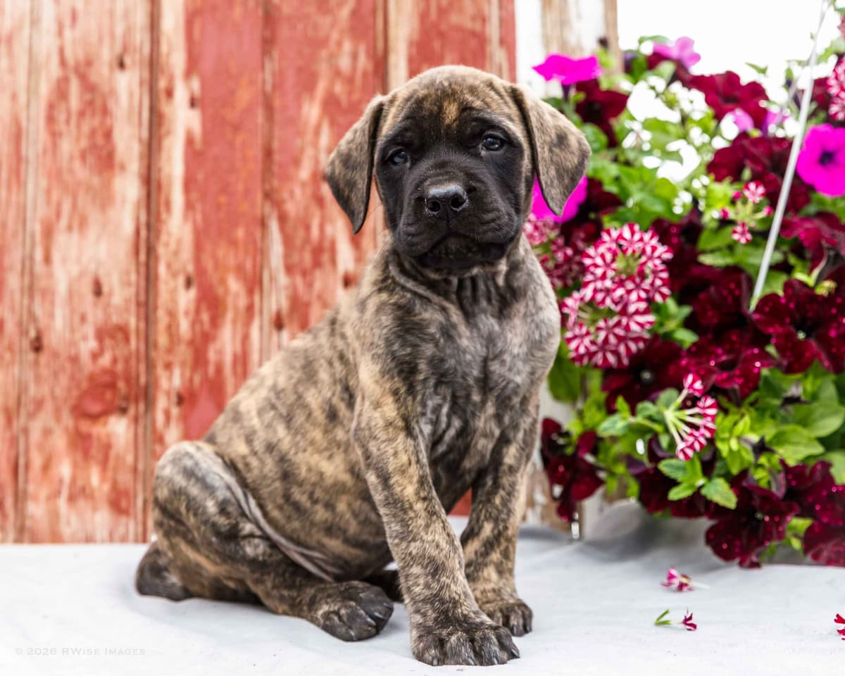 English Mastiff Puppies photo 3