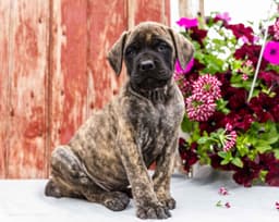 English Mastiff Puppies thumbnail 3