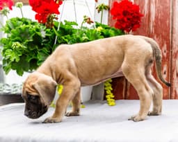 English Mastiff Puppies thumbnail 4