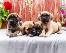 English Mastiff Puppies thumbnail 5
