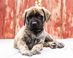 English Mastiff Puppies thumbnail 6
