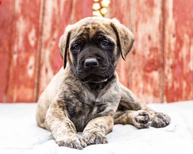 English Mastiff Puppies media 6