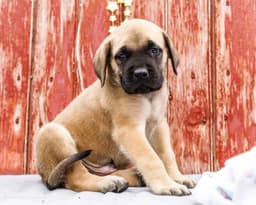 English Mastiff Puppies thumbnail 7