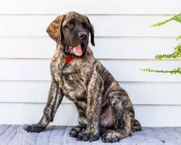 English Mastiff Puppies thumbnail 8