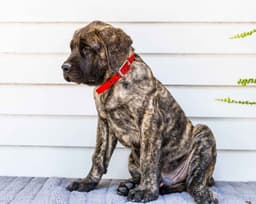 English Mastiff Puppies thumbnail 9