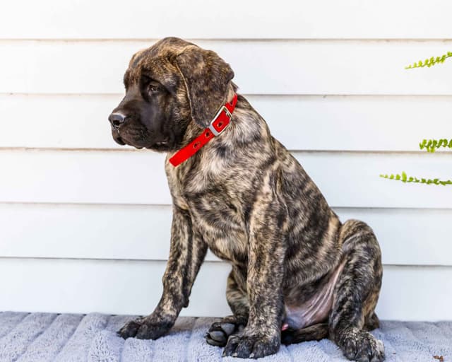 English Mastiff Puppies media 9