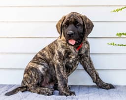 English Mastiff Puppies thumbnail 10
