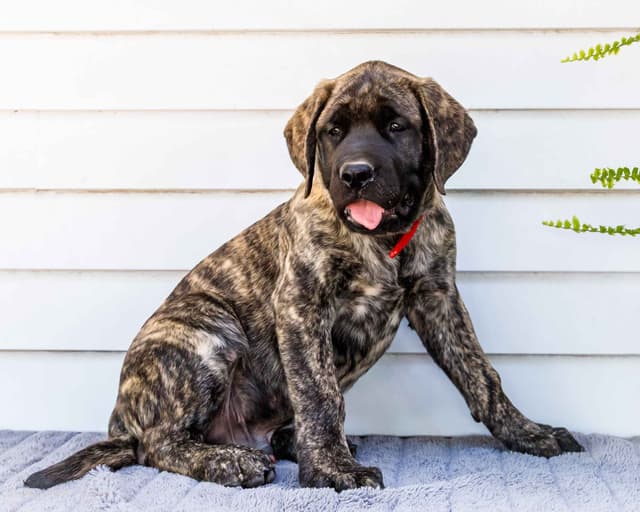 English Mastiff Puppies media 10