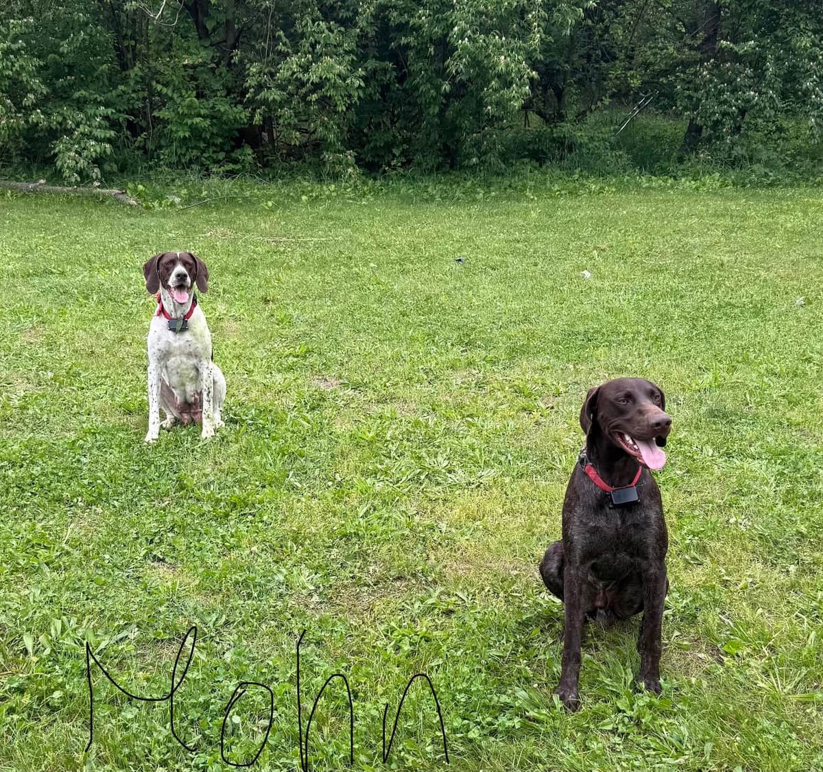 German Shorthaired Pointer Puppies breeder image 1