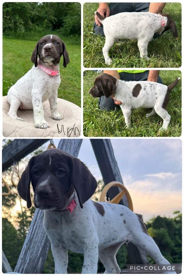 German Shorthaired Pointer Puppies media 2