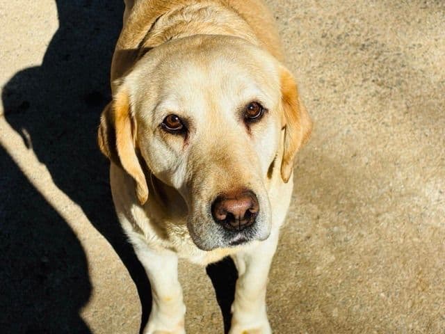 Labrador Retriever Puppies breeder image 1