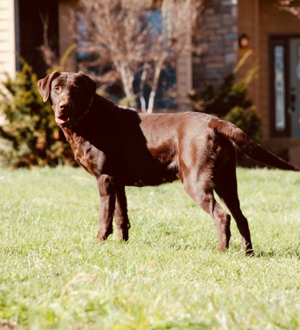 Labrador Retriever Puppies breeder image 2