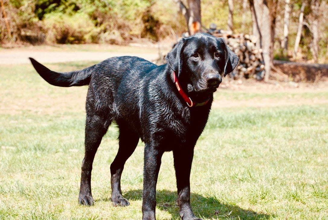 Labrador Retriever Puppies breeder image 3