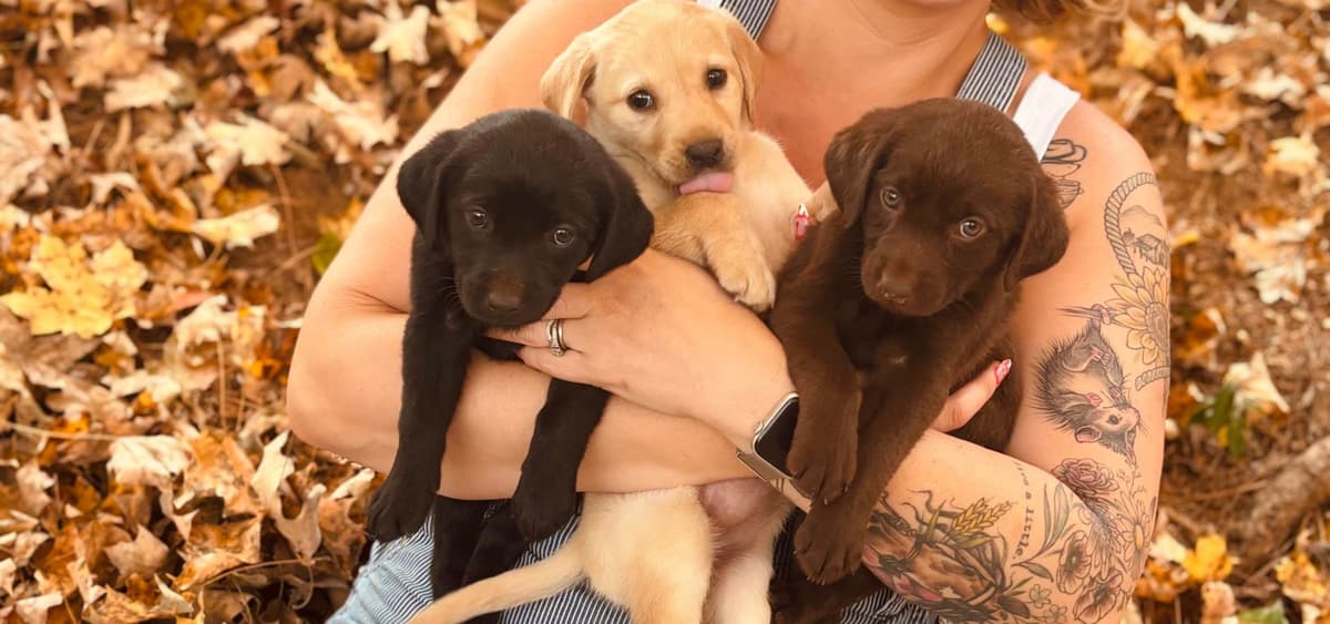 Labrador Retriever Puppies breeder image 4