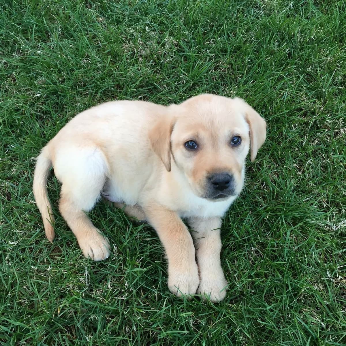 Labrador Retriever Puppies breeder image 6