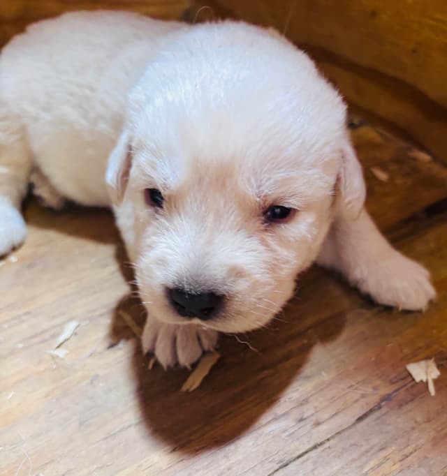 Labrador Retriever Puppies media 2
