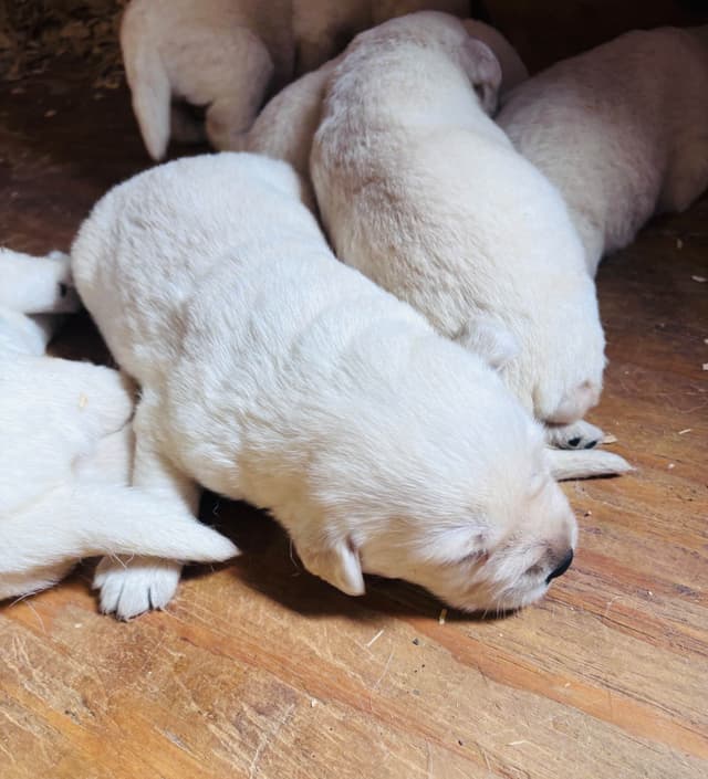 Labrador Retriever Puppies media 4