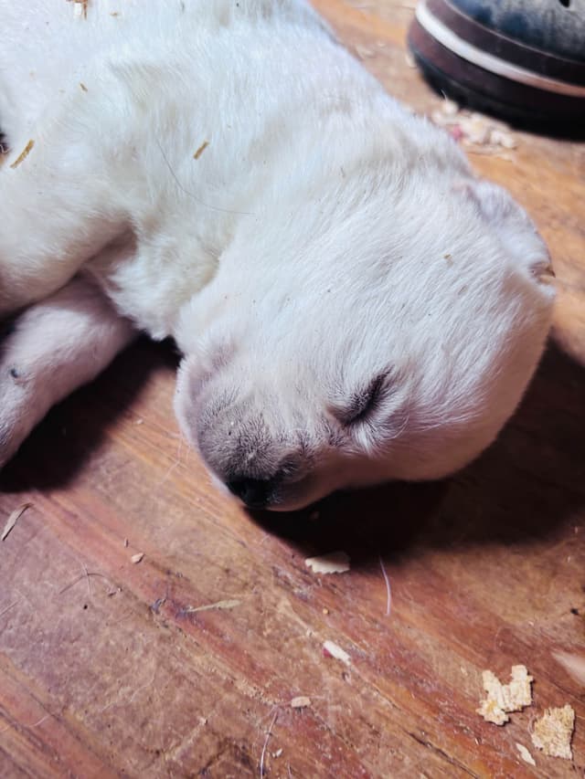 Labrador Retriever Puppies media 3