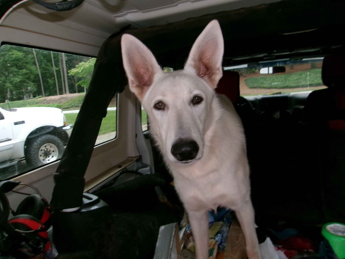White Shepherd Puppies breeder image 1