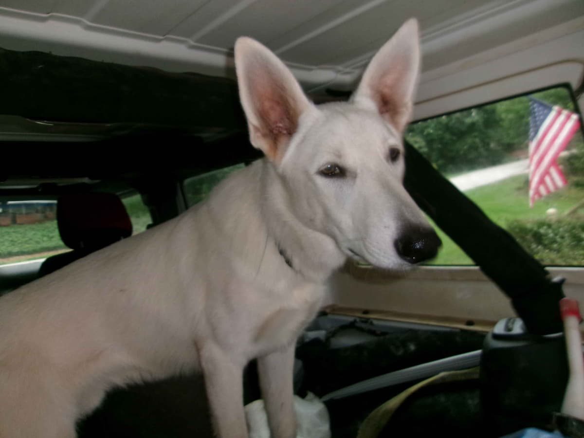 White Shepherd Puppies breeder image 2