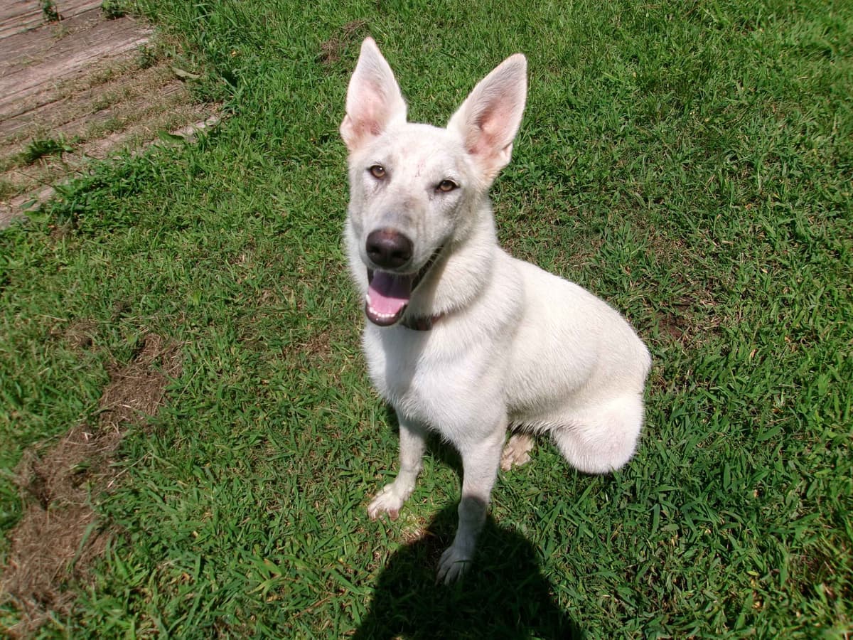 White Shepherd Puppies breeder image 3