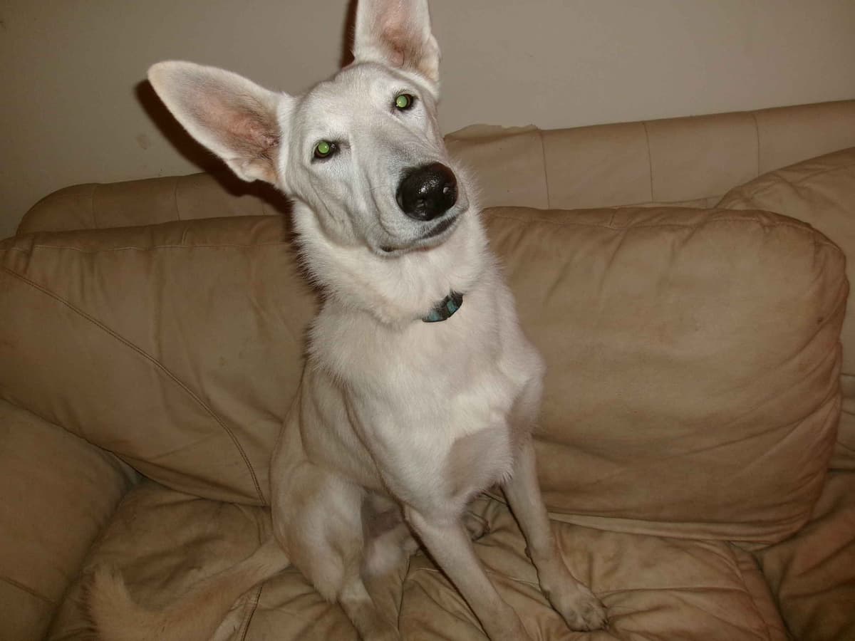 White Shepherd Puppies breeder image 4