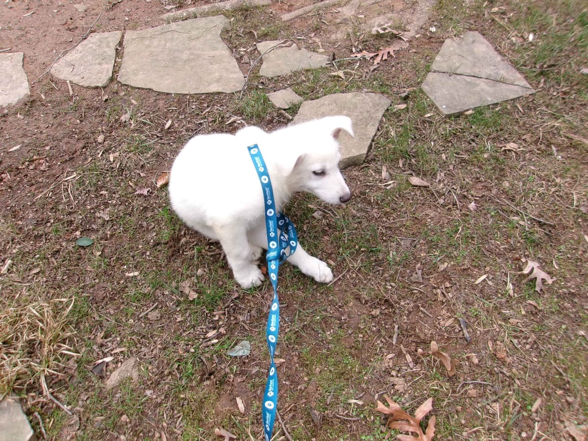 White Shepherd Puppies breeder image 6