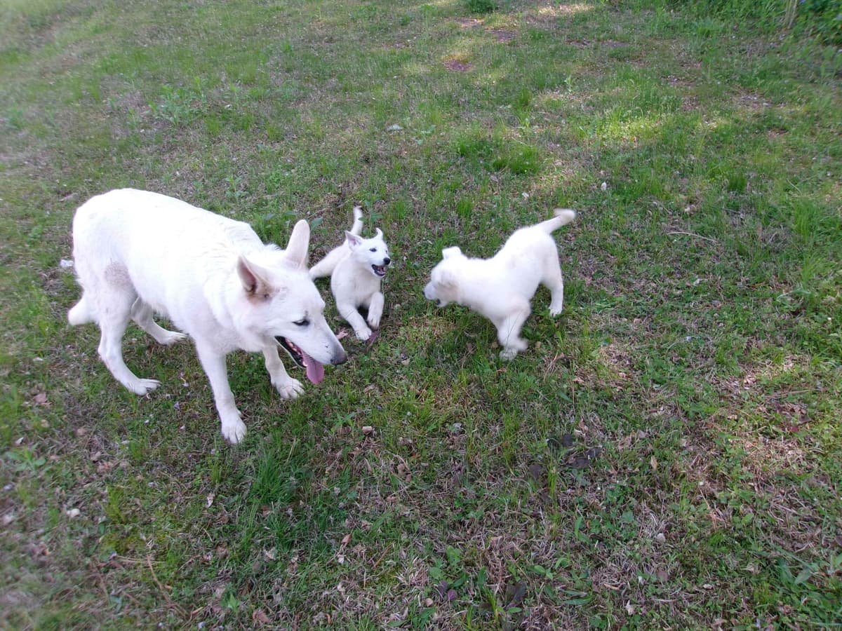 White Shepherd Puppies breeder image 11