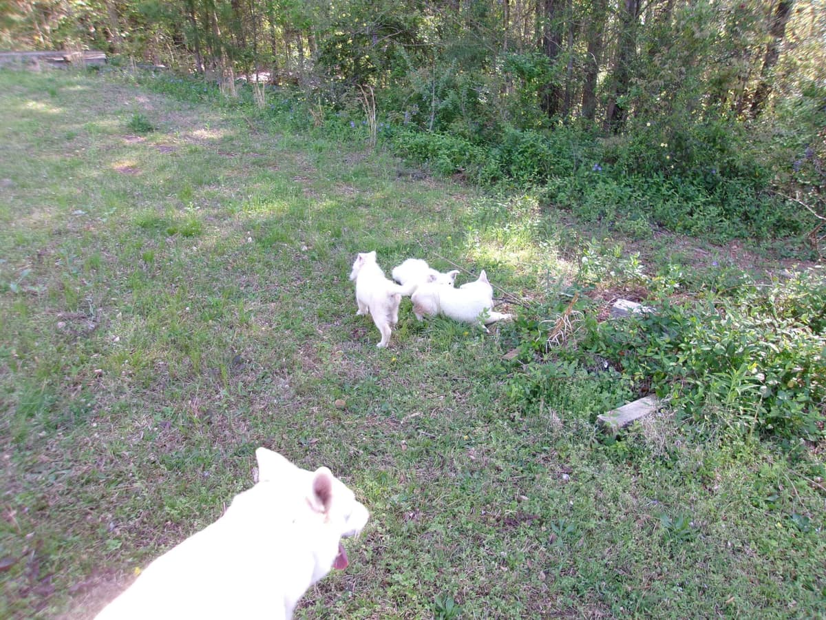 White Shepherd Puppies breeder image 12