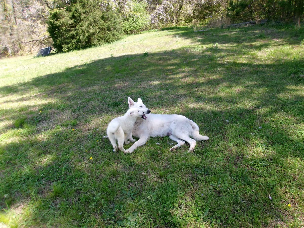 White Shepherd Puppies breeder image 13