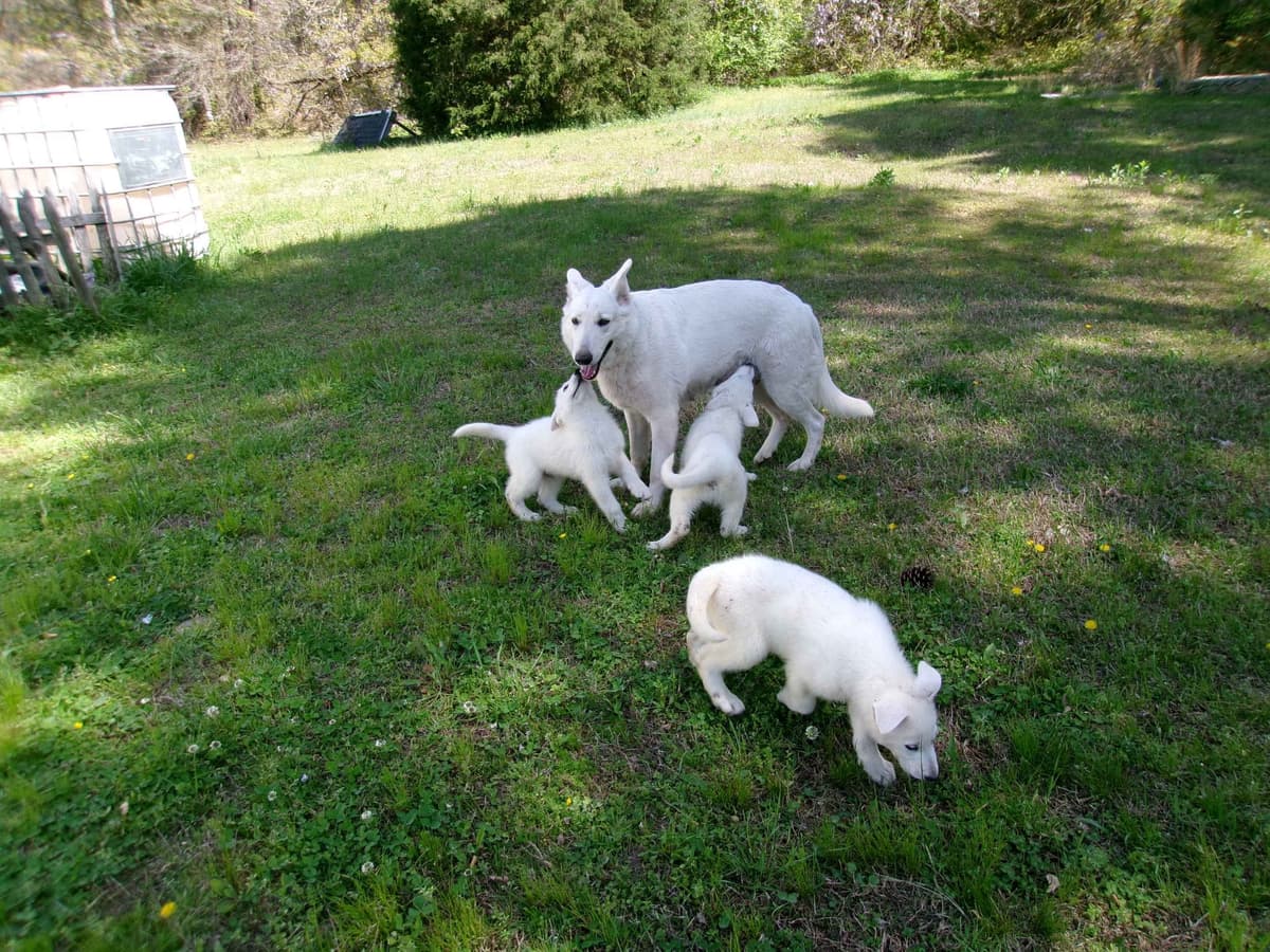 White Shepherd Puppies breeder image 14