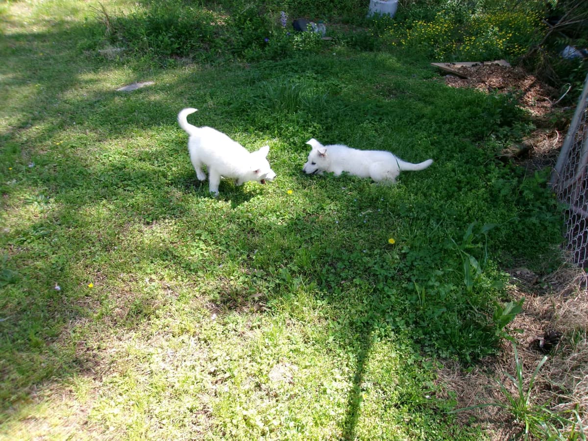 White Shepherd Puppies breeder image 15