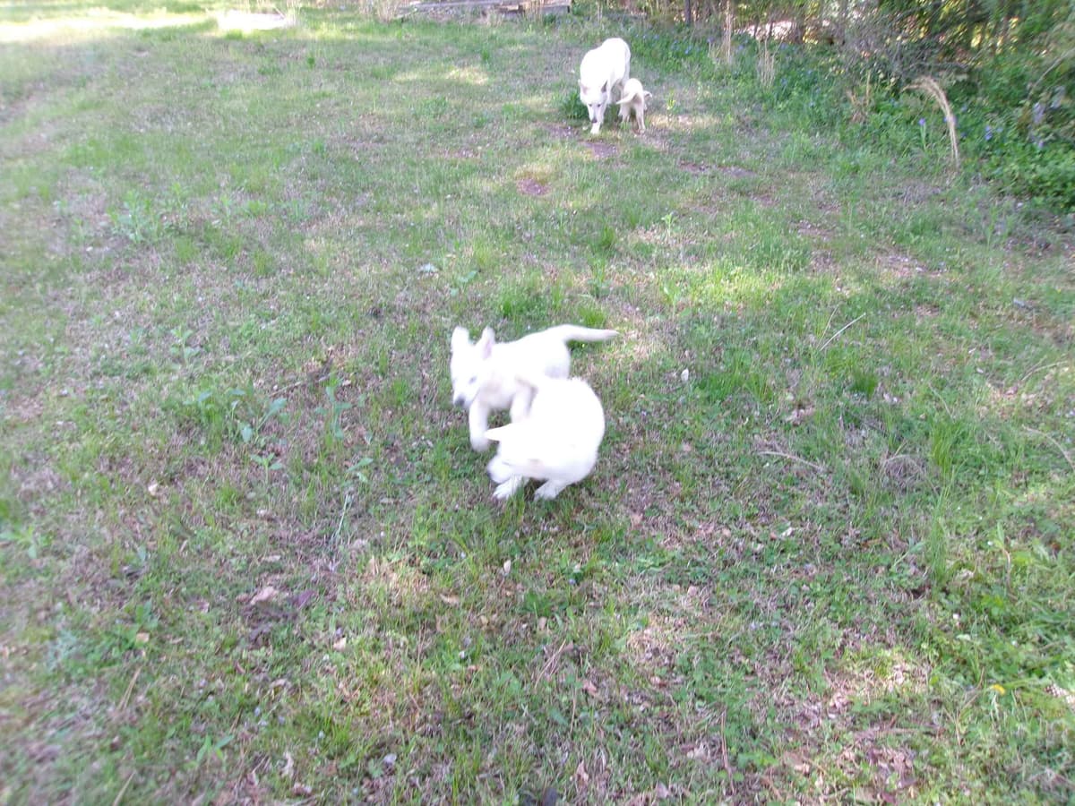 White Shepherd Puppies breeder image 16