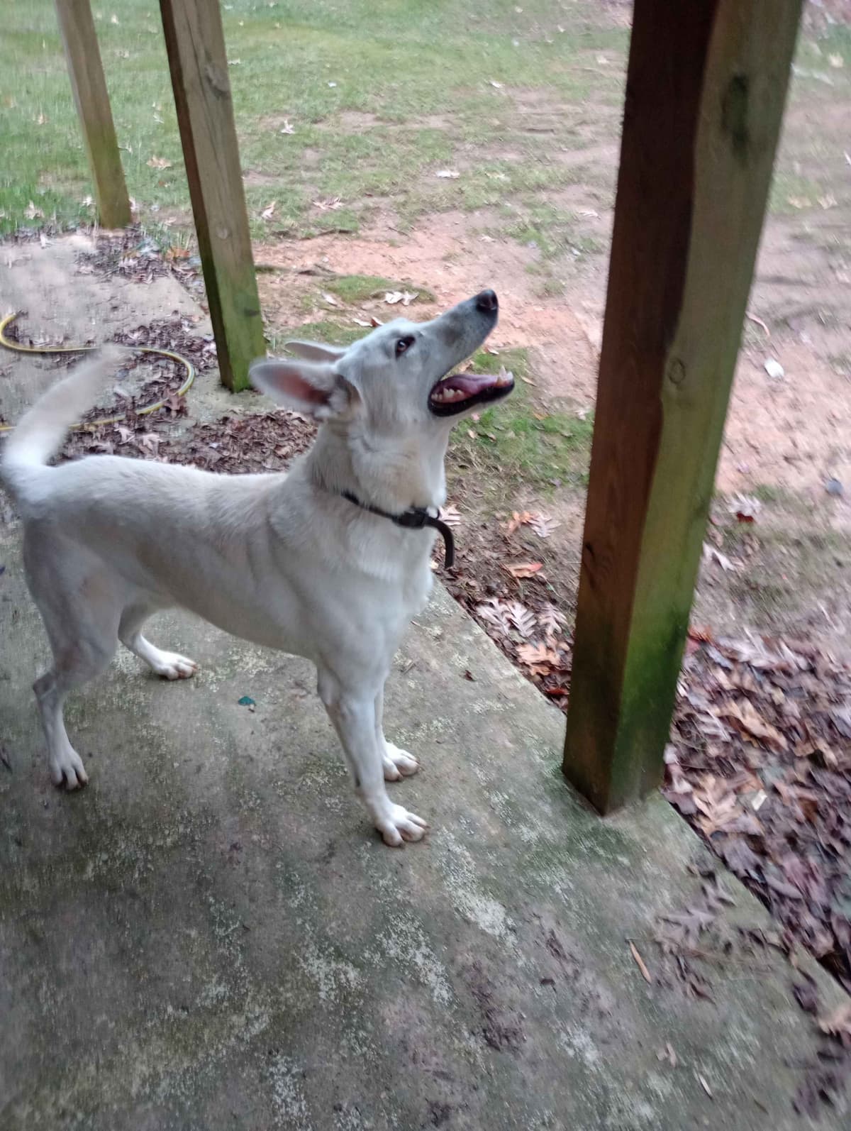 White Shepherd Puppies breeder image 18