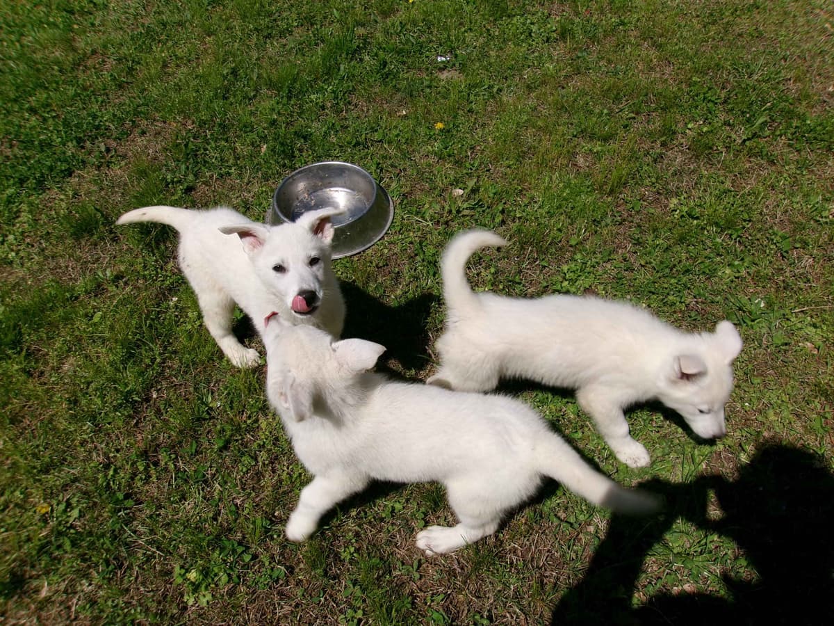 White Shepherd Puppies breeder image 20