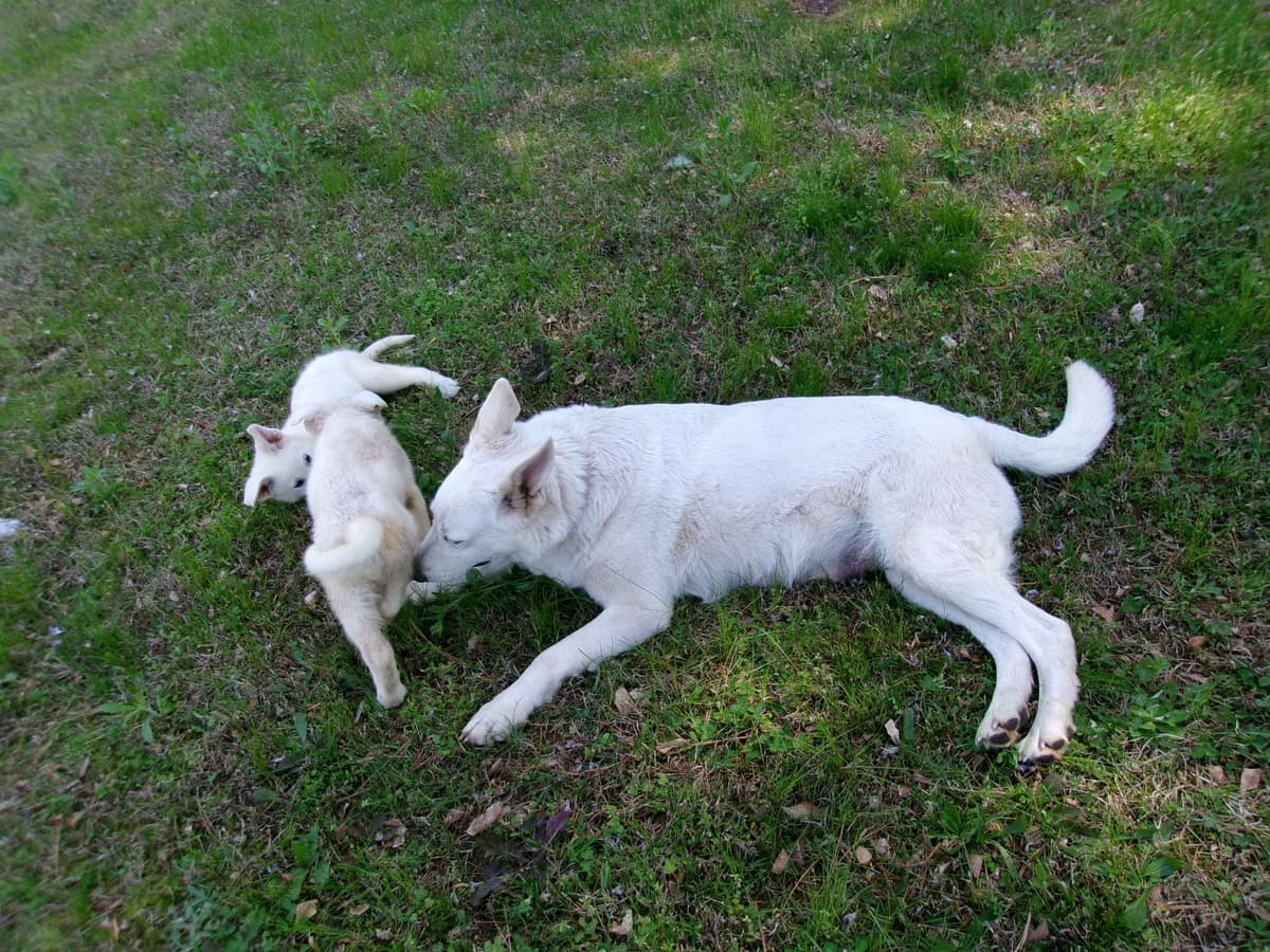 White Shepherd Puppies breeder image 21