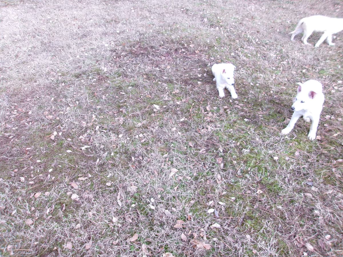 White Shepherd Puppies breeder image 22