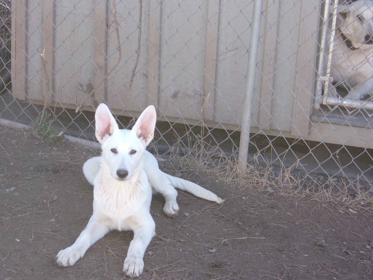 White Shepherd Puppies breeder image 23