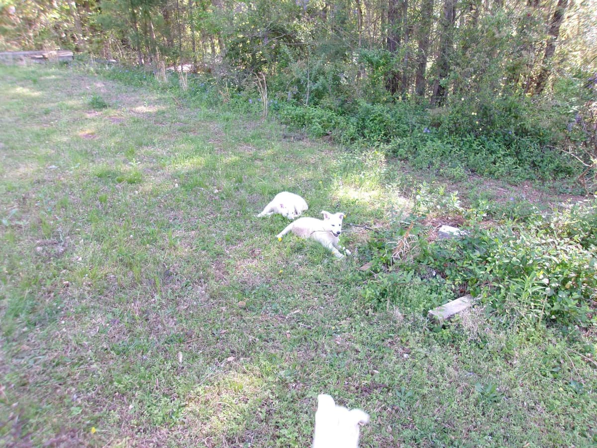 White Shepherd Puppies breeder image 24