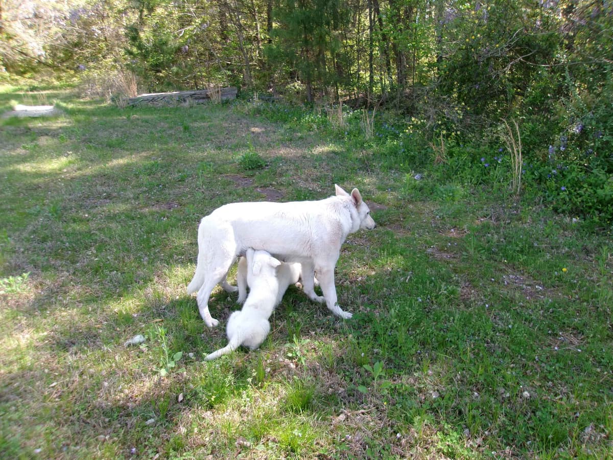 White Shepherd Puppies breeder image 26