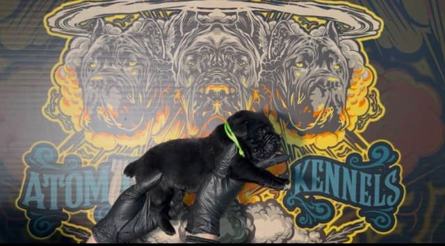 Cane Corso Puppies media 16