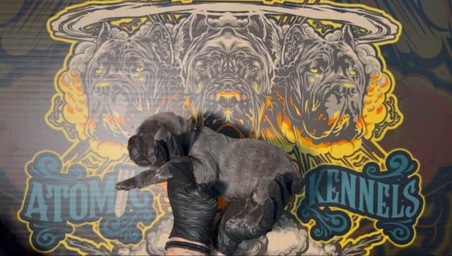 Cane Corso Puppies media 18