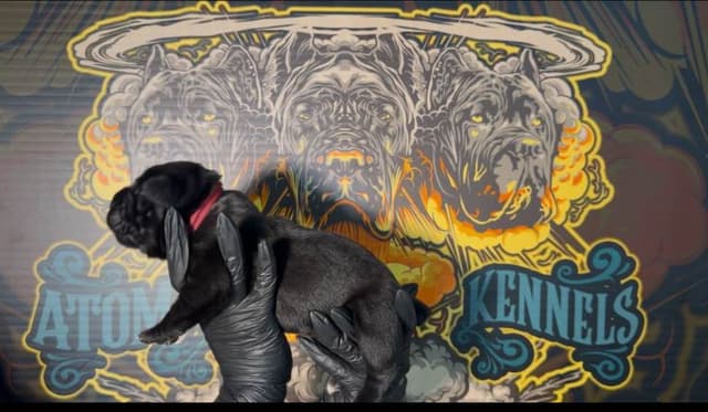 Cane Corso Puppies media 19