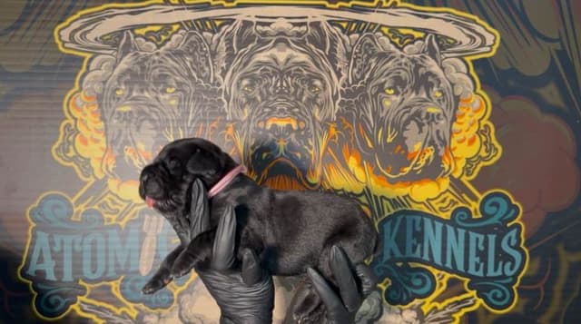 Cane Corso Puppies media 20