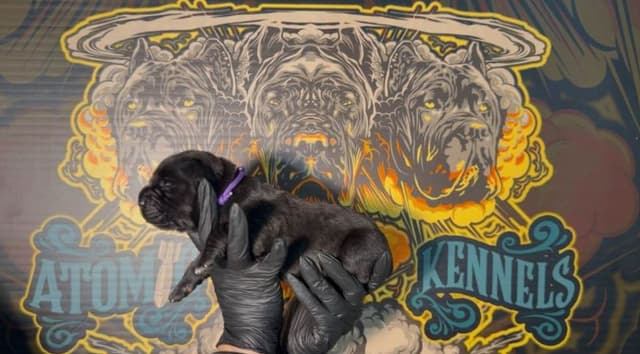 Cane Corso Puppies media 21