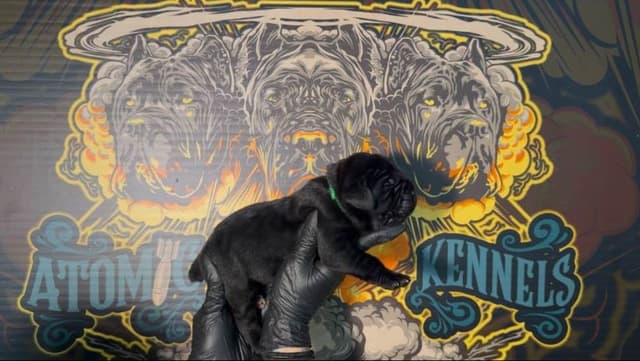 Cane Corso Puppies media 22